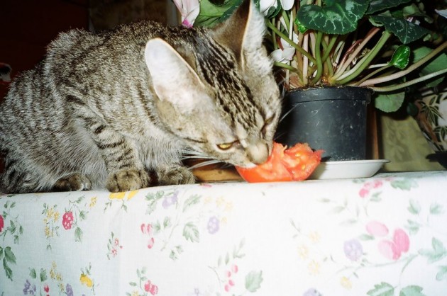 Tiška ēd -tomatus