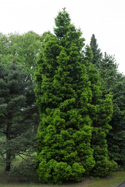 Picea abies 'Dundanga'
