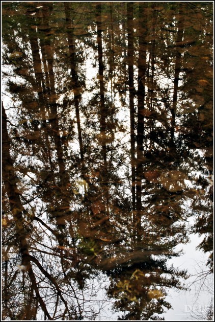 Зеркало леса