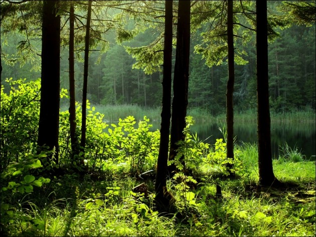 Gaisma mežā
