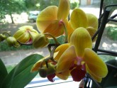 Мои орхидеи