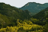 Долина мимоз ( юг Франции)
