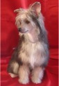 Dog, Dogs, Chinese Crested Dog Puffs, animal, pet