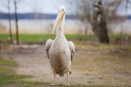 Пеликан на Рушонском озере