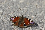 Peacock butterfly - Павлиний глаз (2)