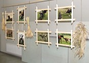 Ventspilī atklāta foto izstāde "Govju portreti" - 18