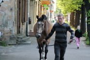 Zirgi Miera ielas svētkos Rīgas centrā 