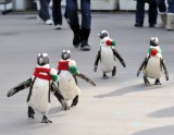 Ziemassvētku pingvīni