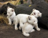 Baltie lauvēni