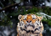 Skumjš tīģeris vēro sniegu