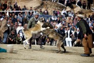 Suņu cīņas Afganistānā