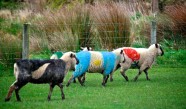 Patriotiskās aitas