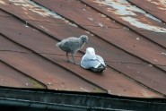 (Всюду жизнь!) птенцы баклана на крыше Детской больницы
