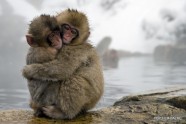 Japanese Macaque Babies Huddling Together