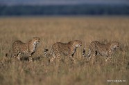Three Cheetahs Prowling Savanna