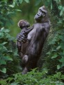 Western Lowland Gorilla with baby
