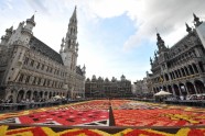 Ziedu paklājs Briselē  - 6