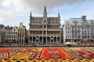 Ziedu paklājs Briselē  - 8