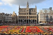 Ziedu paklājs Briselē  - 11