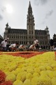 Ziedu paklājs Briselē  - 13