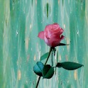 DSC04935_h--Роза  на Итальянском озере