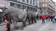 По городу слонов водили - 10