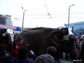 По городу слонов водили - 21