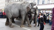 По городу слонов водили - 38