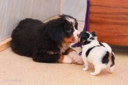 With_bernese_4w-2