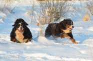 Suņi ziemā - 2