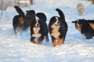 Suņi ziemā - 3