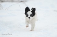 Suņi ziemā - 5