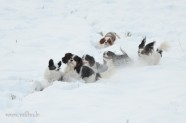 Suņi ziemā - 10