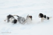 Suņi ziemā - 11