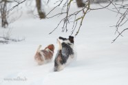 Suņi ziemā - 14