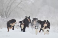 Bernes ganu suns ziemā