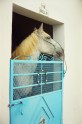 Tunisija. Viesnīca ar savu zirgu policiju un mājas dzīvniekiem