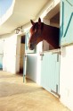 Tunisija. Viesnīca ar savu zirgu policiju un mājas dzīvniekiem