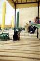 Tunisija. Kaķi kafejnīcā