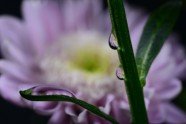 Drops - violet chrysanthemum