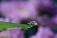 Drops - violet bunch