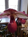 Raibais orhideju prieks Dabas muzejā