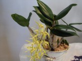 Raibais orhideju prieks Dabas muzejā