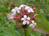 Abelia mosanensis PICT4333