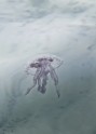 Нашествие медуз на Лазурном берегу