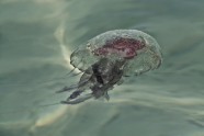 Нашествие медуз на Лазурном берегу