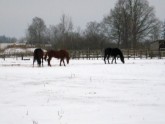 Zirgi uz sniega