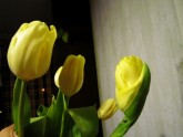 Tulpe ka roze