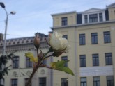 Uz ielas roze zied (06.12).