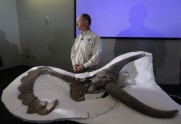 Dinzaur Nasutoceratops titusi